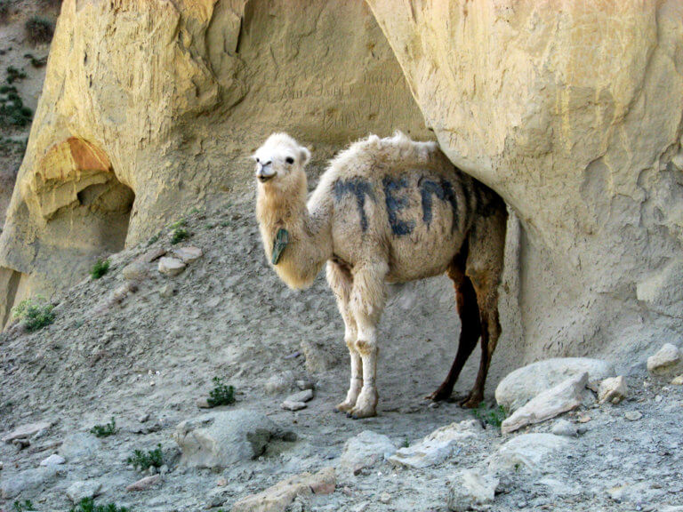 bactrian-baby-camel-beside-sherkala-cliff