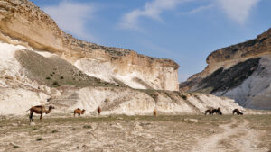 kapamsay-canyon-white-cliffs-with-camels